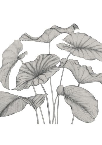 Panoramique Alocasia Vinyle Casadeco