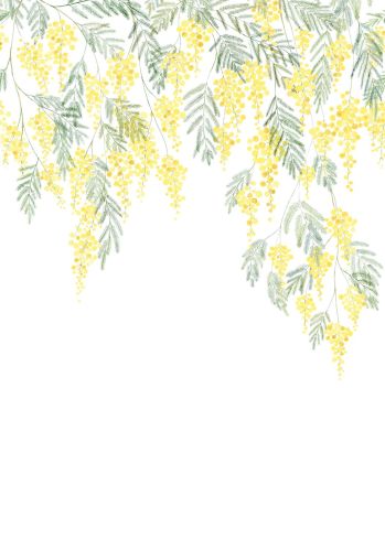 Panoramique Mimosa Casadeco