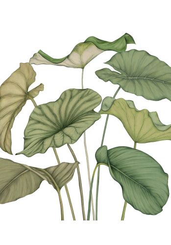 Panoramique Alocasia Intisse 350x280 Casadeco
