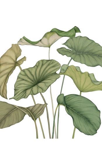 Panoramique Alocasia Intisse 350x310 Casadeco