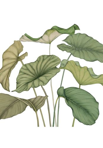 Panoramique Alocasia Vinyle 350x250 Casadeco