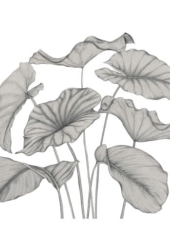 Panoramique Alocasia Intisse 350x280 Casadeco