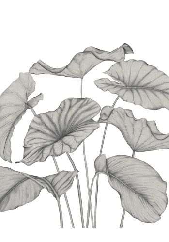 Panoramique Alocasia Vinyle 350x310 Casadeco